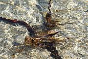 Paul SEQUENCE Ferguson sequence dot net - The sea and the tree in the water can... Paul SEQUENCE Ferguson sequence dot net - The sea and the tree in the water can...