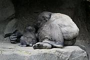 Paul SEQUENCE Ferguson sequence dot net - This is what a good mother does Paul SEQUENCE Ferguson sequence dot net - This is what a good mother does