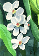 Eric Samuelson - White Orchids