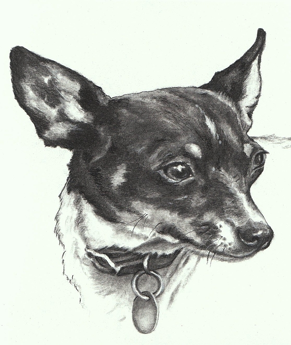 Toy Fox Terrier Drawing by Pamela Humbargar