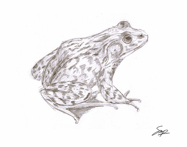 Frog 2 Drawing by Steven Powers SMP