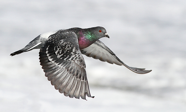 rock-dove-in-flight-mircea-costina.jpg