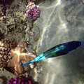 The Wonderful Blue Green Bullethead Parrotfish