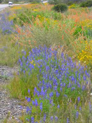 ARIZONA springtime