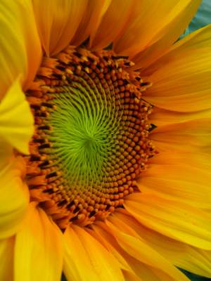 Your Best Sunflower Photograph