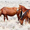 Wild Horse Families of North America