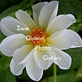 Zane Gideon Photo Gallery
