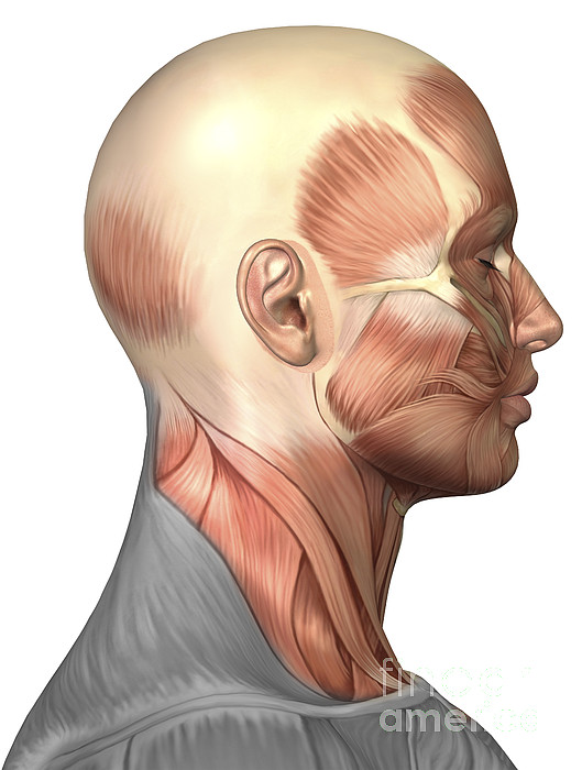 Anatomy Of Human Face Muscles, Side Digital Art by Stocktrek Images