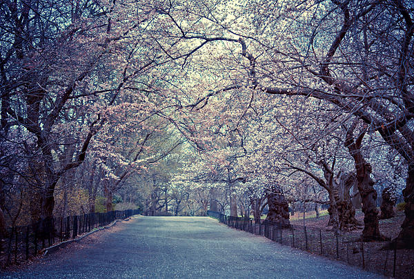 Vivienne Gucwa - Cherry Blossoms - Spring - Central Park