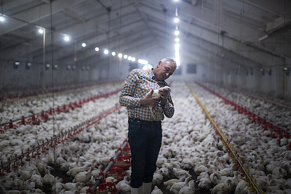 Manual workers in chicken farm. Photograph by ArtistGNDphotography
