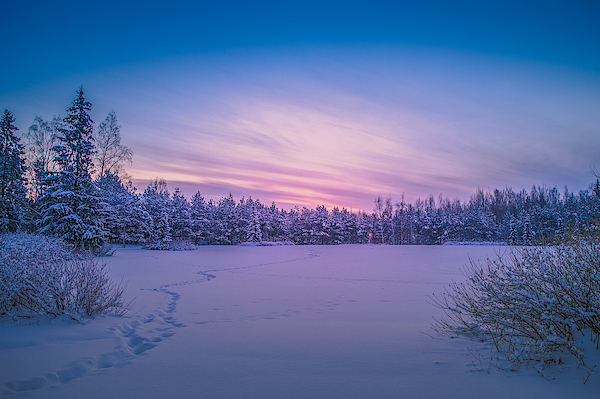 Winter Wonders Photograph by (c) Annamari Kuvaja