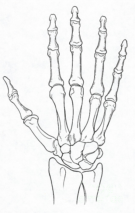 Download Hand And Wrist Bones Photograph by Science Source