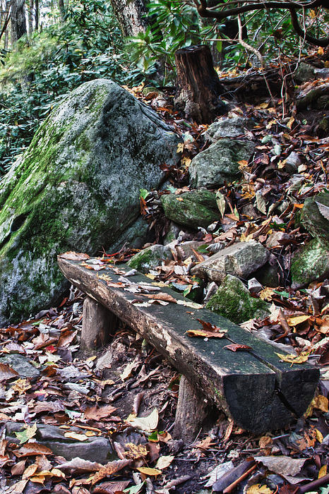 Bench Beside The Trail To Cascade Falls Photograph