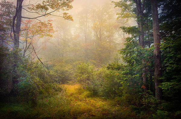 Neil Langdon - Early Autumn Woods