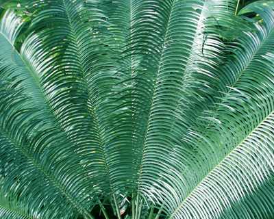 IMG:https://fineartamerica.com/images-medium/palm-leaves-suzette-eichenberg.jpg