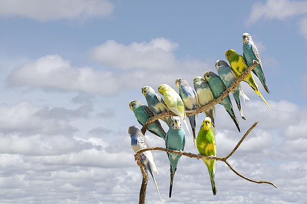 Parakeets Perched On A Limb Photograph