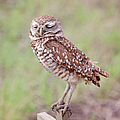 Burrowing Owl-1 
