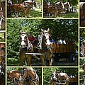 If You Love Belgian Horses