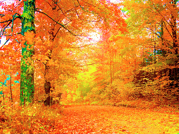 Vermont Autumn Photograph by Vicky Brago Mitchell