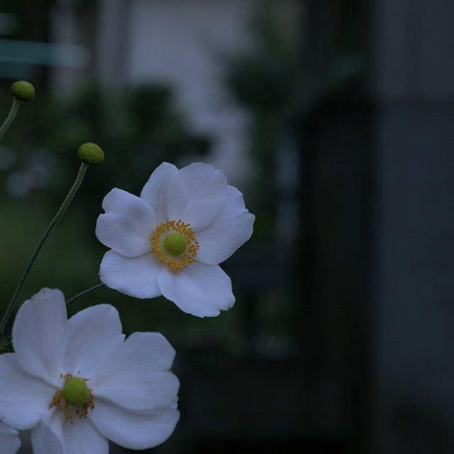 Flower Photograph - Instagram Photo #561480857474 by Masashi Matsuno