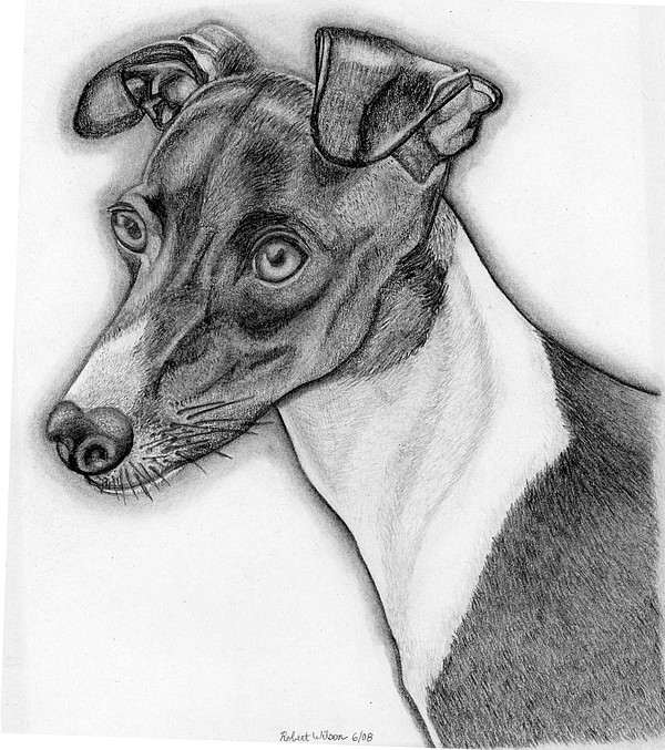 Cinderella Italian Greyhound Drawing by Robert Wilson
