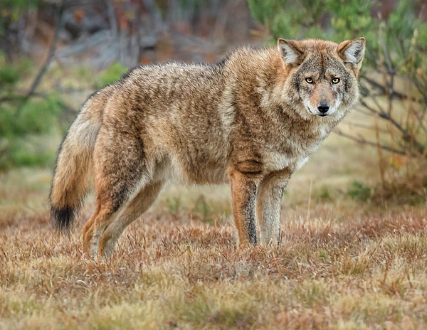 eastern-coyote-in-new-england-tina-mcmanus.jpg