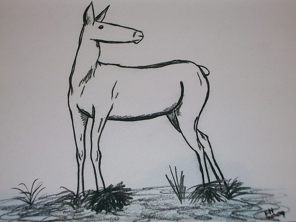 Elk Drawing by Kristen Hurley
