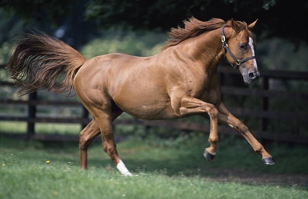 Image result for photograph of a horse