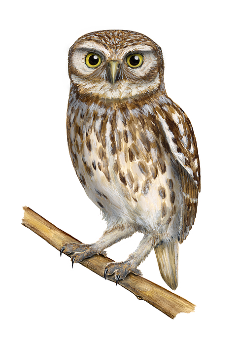 Little Owl  Or Minerva s Owl  Athene Noctua Goddess Of 