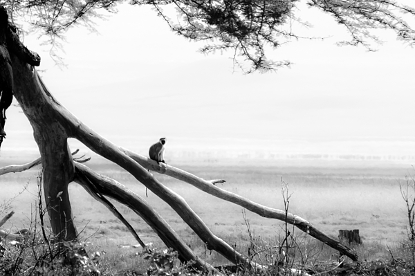 Monkey Photograph - Monkey Alone on a Branch by Darcy Michaelchuk