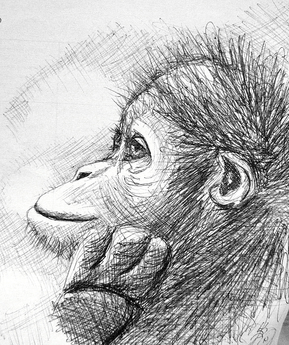 Monkey Sketch Drawing by Scarlett Royal