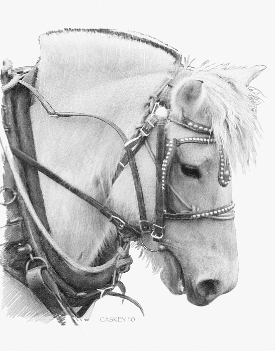 Norwegian Fjord Drawing by Bethany Caskey