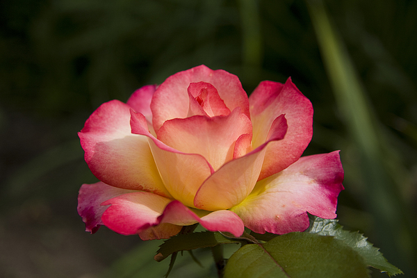 Rainbow Sorbet Rose by Joanne McKinnon