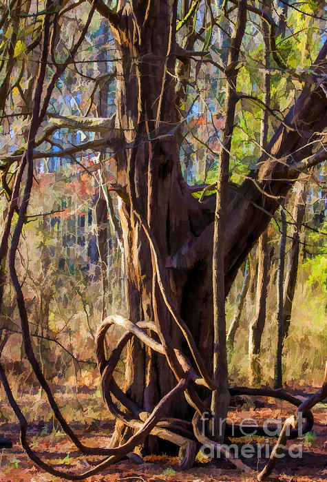 Tangled Vines on Tree Photograph by Roberta Byram