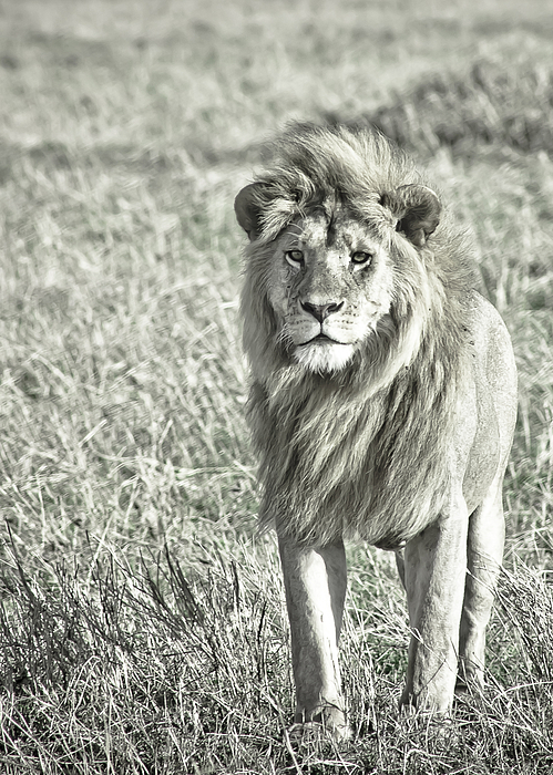 Nature Photograph - The King Stands Tall by Darcy Michaelchuk