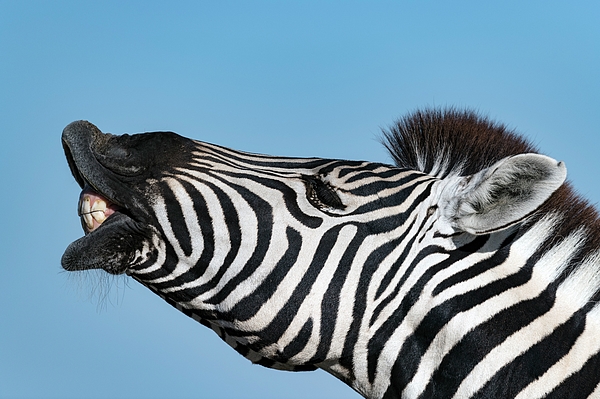 Animal Photograph - Burchells Zebra Facial Expression #1 by Tony Camacho/science Photo Library