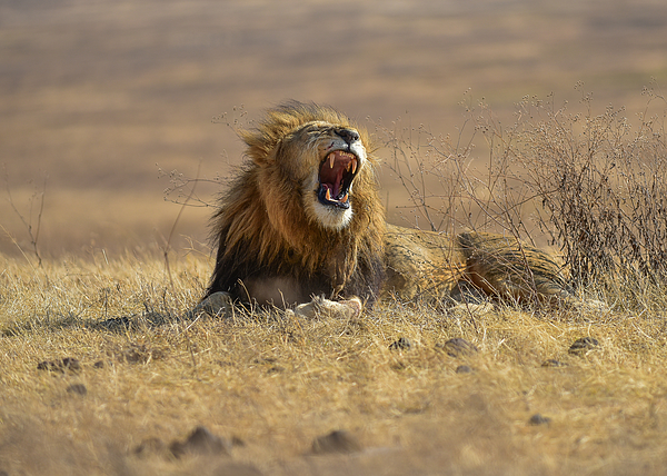 The King Of Ngorongoro Crater #1 Photograph by Thomas Habtu