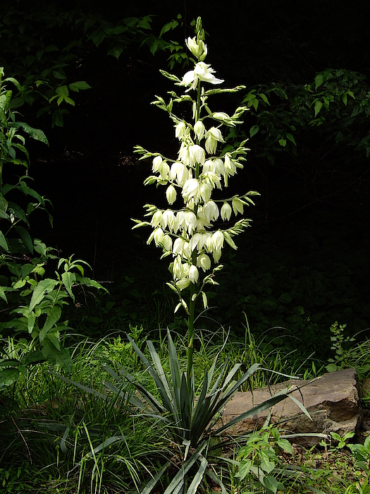 Photo on clothing and other merchandise - Yucca Blossoms by Nancy Ayanna Wyatt