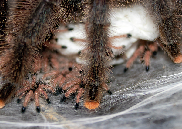 Pink-toe Tarantula Spiderlings #2 Photograph by Mark Berman