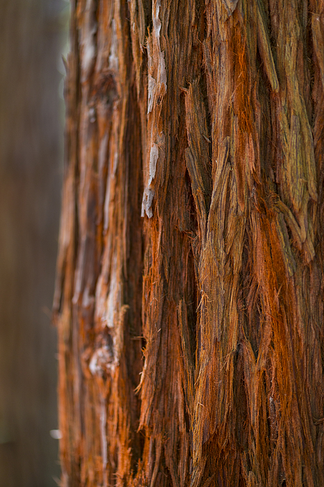 Sequoia - Sequoya (sequoia Sempervirens) Photograph by Juan Carlos Munoz Sequoia - Sequoya (sequoia Sempervirens) Photograph by Juan Carlos Munoz