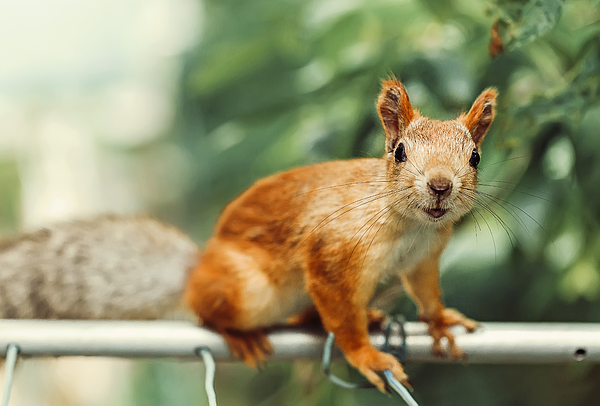 Smiling Squirrel sitting on a metallic pole near balcony Photograph by Oxygen Smiling Squirrel sitting on a metallic pole near balcony Photograph by Oxygen