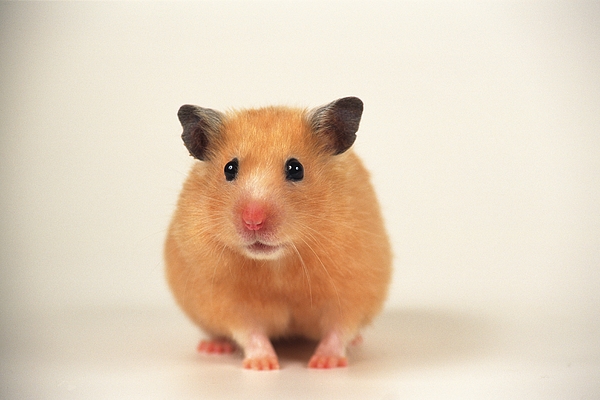 a Golden Hamster, Looking Sideways, Front View, Differential Focus Photograph by - Fotosearch