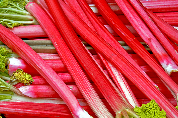 A pile of Rhubarb stalks with leaves on top Photograph by Baloncici