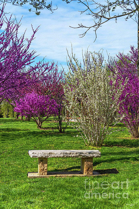 A Spring Season Seat Photograph by Jennifer White