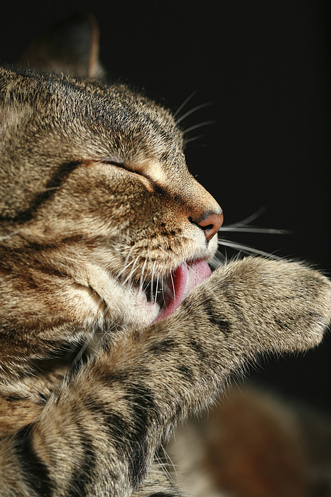 A tabby cat licking his paw. Photograph by Sdominick