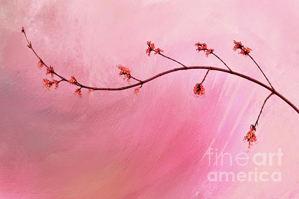Abstract Maple Flower Branch Photograph by Anita Pollak