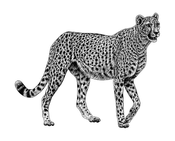 African cheetah big cat ink illustration Drawing by Loren Dowding