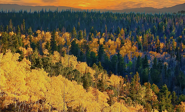 Aspens in Wilderness Photograph by George Garcia
