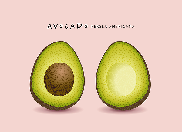 Avocado Drawing by AF-studio