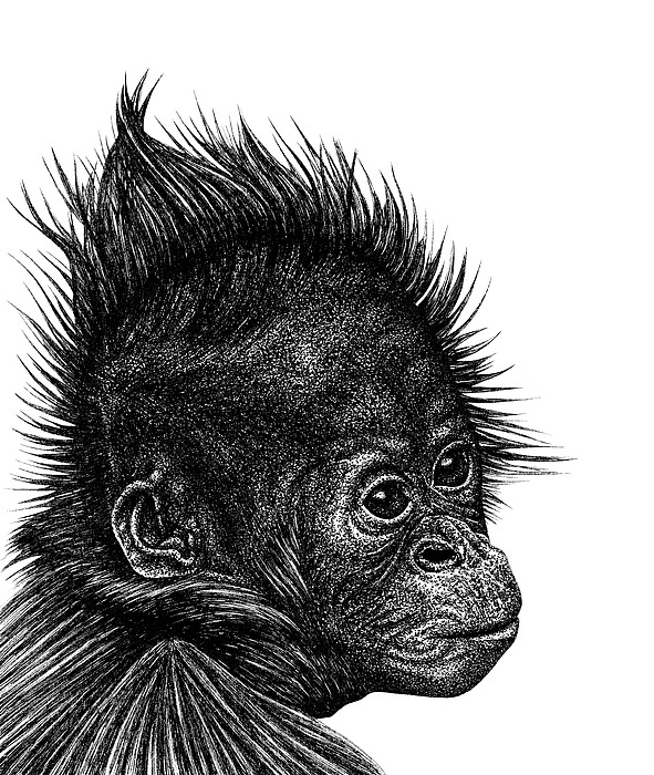 Baby Bornean orangutan Drawing by Loren Dowding
